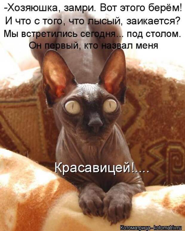 Котоматрицы(картинки с надписями)