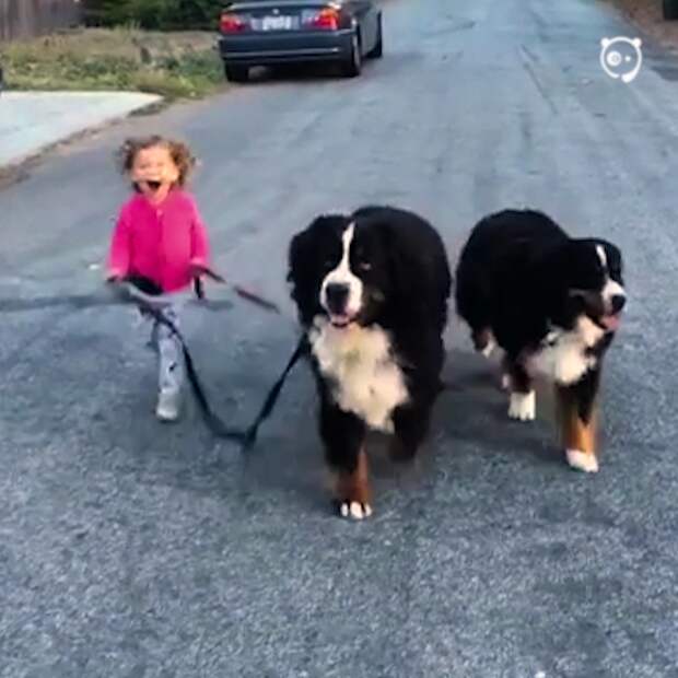 Little Girl Is Being Raised With Two Giant Dogs And They Do Everything Together