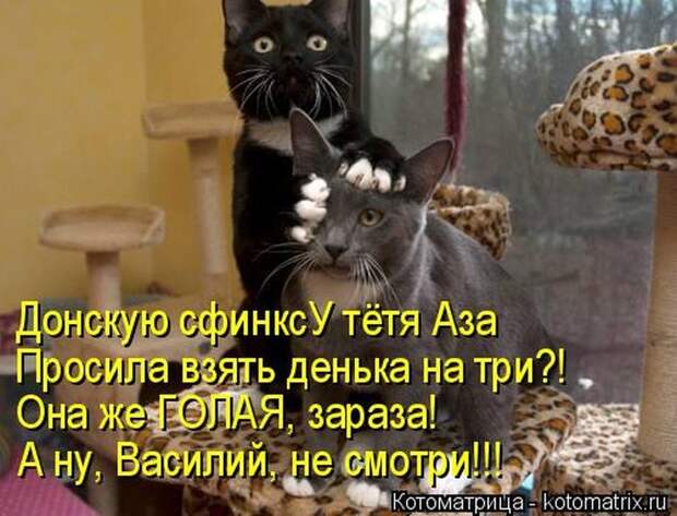 Лучшие котоматрицы недели