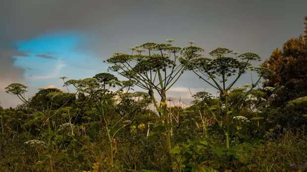 В Подмосковье рассказали о мерах по борьбе с борщевиком