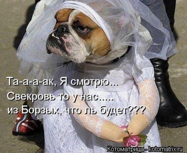Котоматрицы (картинки с подписями)