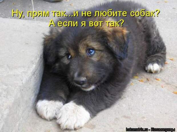 Котоматрицы(картинки с надписями)