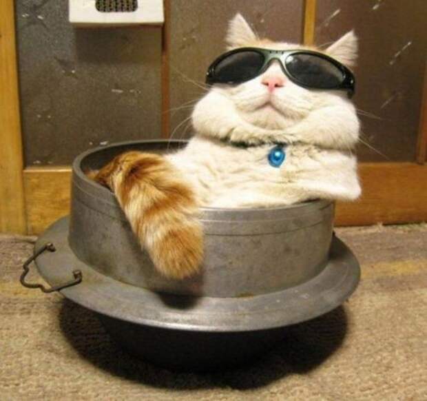 lolcats21 100 лучших фотографий кошек всех времен и народов