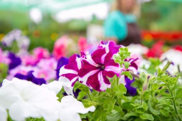 Петунии без мучений: пять правил, которые позволят вырастить роскошную клумбу