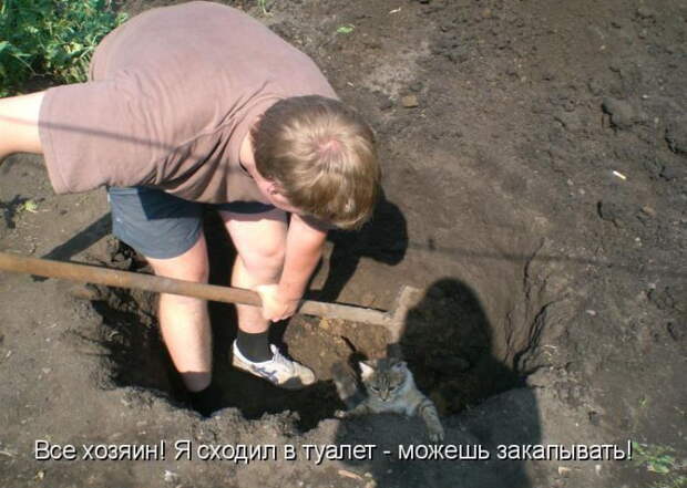 Котоматрицы (50 штук) Котоматрицы (50 штук)