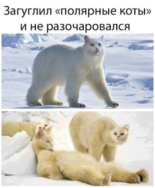 Новые прикольные фотомемы (25 шт)