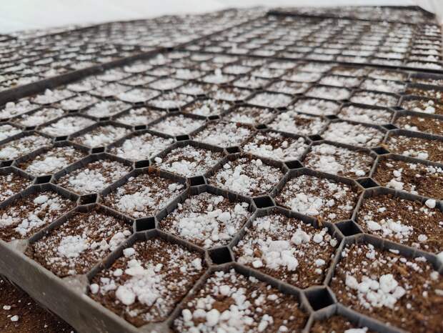 Более 15 миллионов деревьев вырастят в питомниках Нижегородской области в ближайшие три года