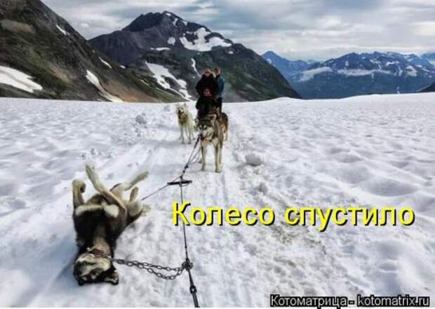 Котоматрицы (картинки с надписями)