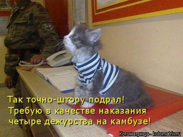 Котоматрицы (картинки с надписями)