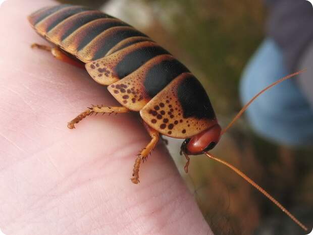 CockroachSwartbos