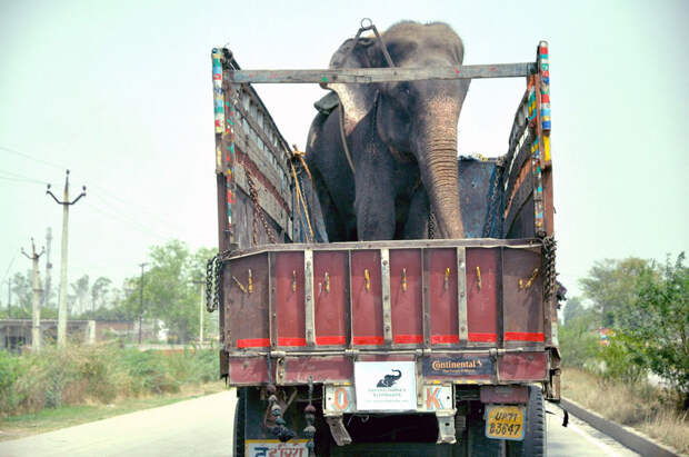 crying-elephant-raju-rescued-chained-50-years-3