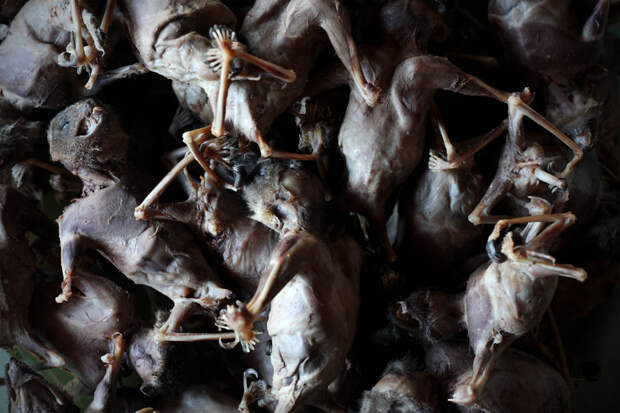 Bats Consumed For Good 27 Поедая мясо летучих мышей