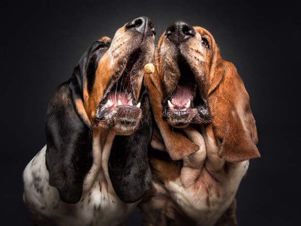 Бассет-хаунды, это порода гончих собак, выведенная в Англии