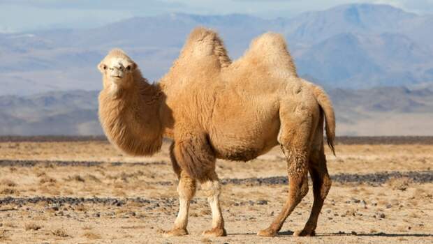 Развенчанный миф: верблюды хранят воду в своих горбах.