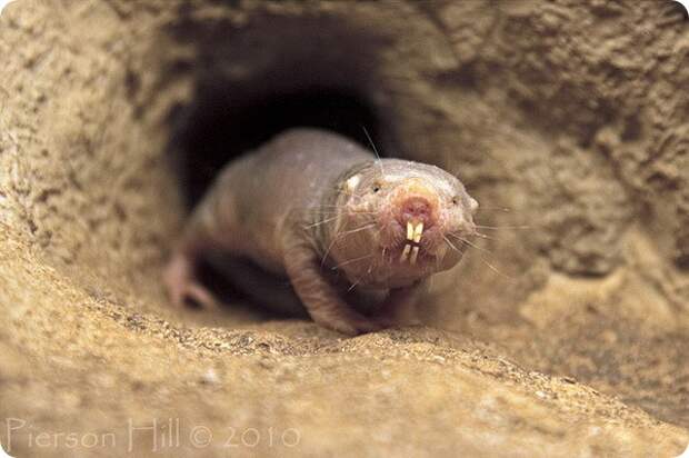 Голый землекоп (лат. Heterocephalus glaber)