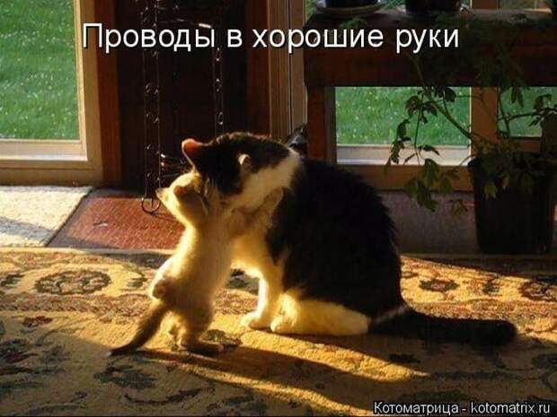 Лучшие котоматрицы недели (50 фото) Лучшие котоматрицы недели