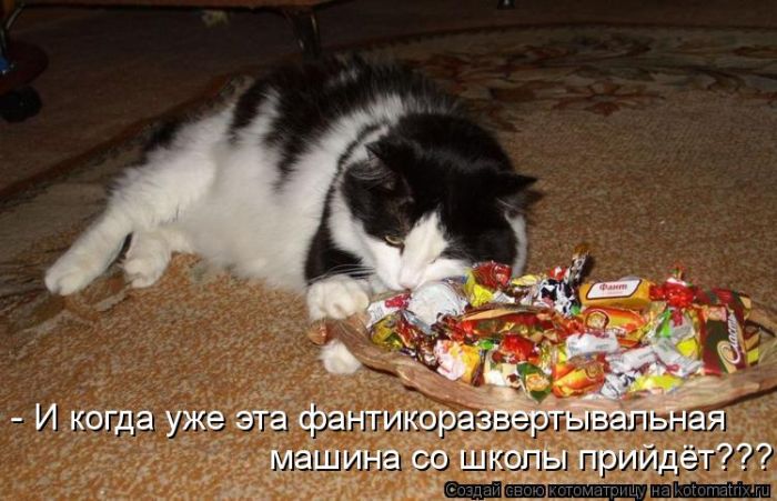 Лучшие котоматрицы недели (50 фото)