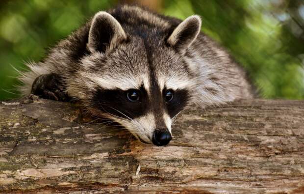 raccoon-3538081_1920 alt