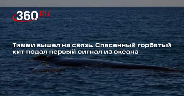 Датчик на спасенном ките Тимми начал передавать данные о его местоположении