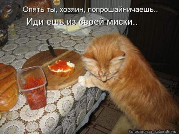Котоматрицы (картинки с надписями)