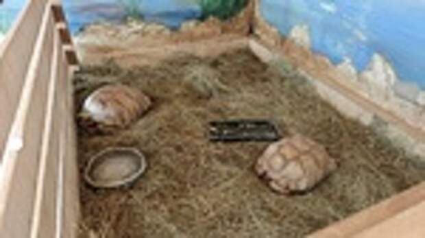 Шпороносые черепахи / Фото: барнаульский зоопарк