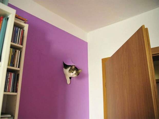В каждом коте живет маленький дьявол животные, коты, юмор
