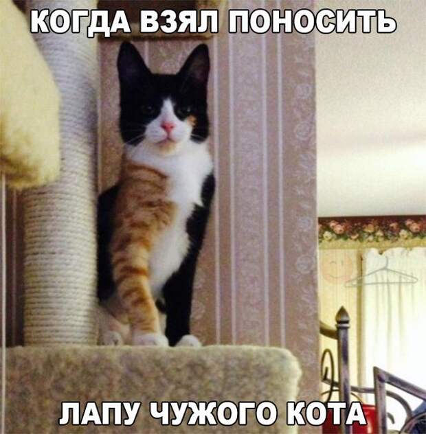 Веселые картинки с надписями для хорошего настроения (11 фото)