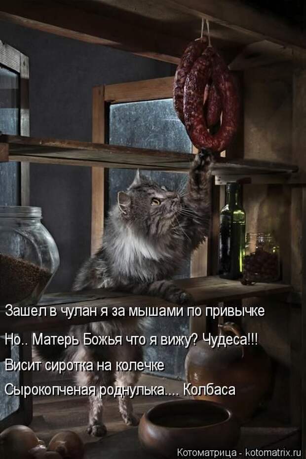 Лучшие котоматрицы недели