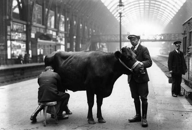 Свежее молоко в дорогу. Доение коровы на платформе железнодорожного вокзала Кингс-Кросс. Лондон. 1920-е