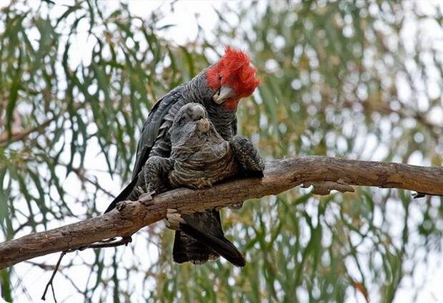 Шлемоносный какаду (лат. Callocephalon fimbriatum)