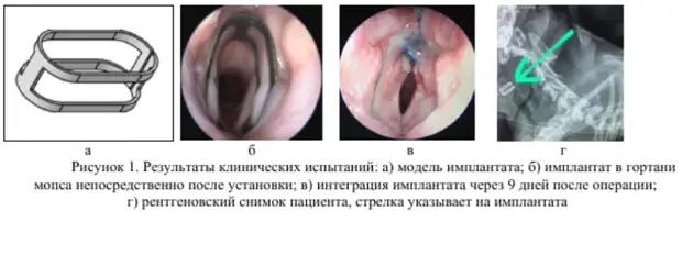 Стент для мопса: российские учёные создали имплант для лечения собак с коллапсом гортани
