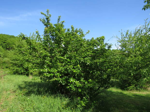Куст мушмулы кавказской в лесах Адыгеи, июнь. 
