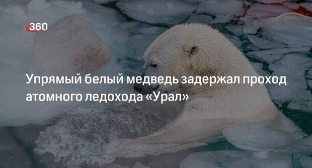 Белый медведь отказался уступить дорогу и задержал проход ледохода «Урал»