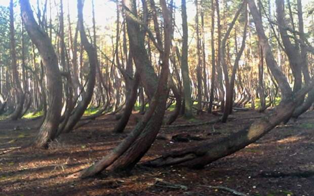 В Шиловском районе планируют благоустроить «Танцующий лес»