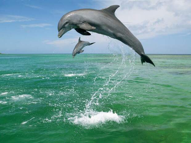 Мать и дитя в мире животных: дельфины. Фото