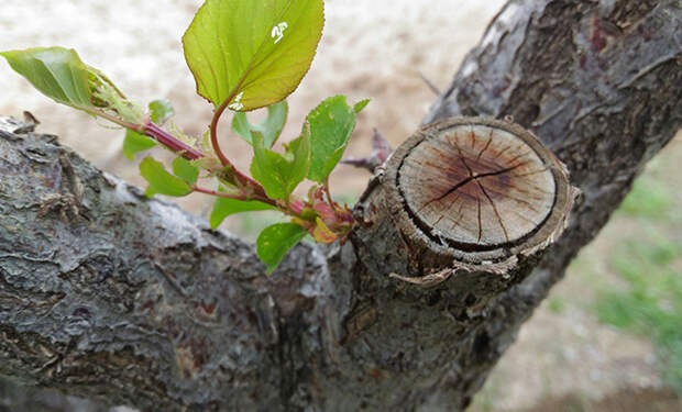 Источник фото: Unsplash