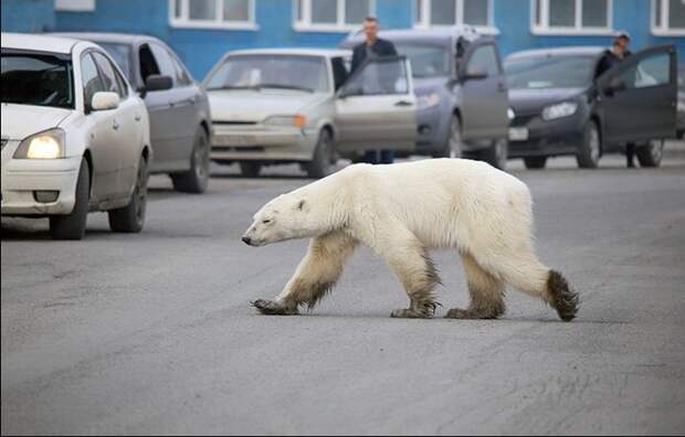 По улицам Норильска бродит дикий белый медведь (ФОТО, ВИДЕО)