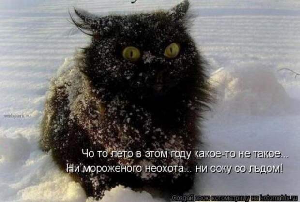 Котоматрицы(картинки с надписями)