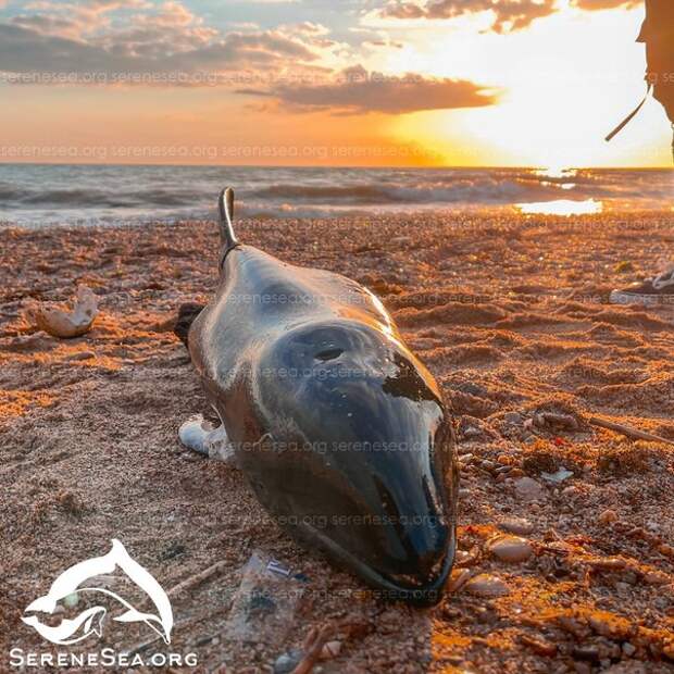 За март больше 50 выбросов дельфинов зарегистрировано в Крыму