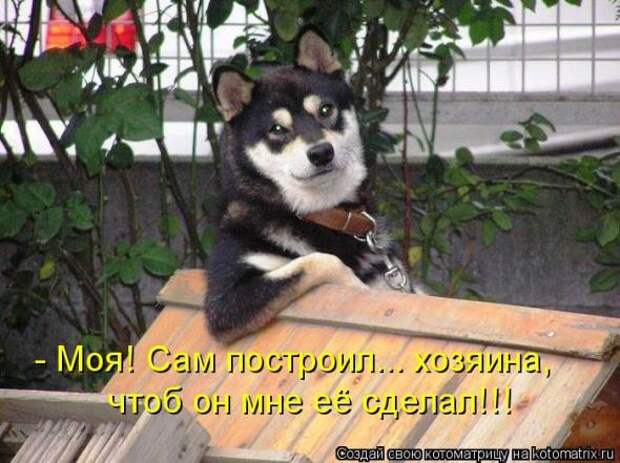 Котоматрицы(картинки с надписями)