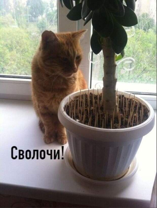 Возможно, это изображение (в помещении и текст «сволочи!»)