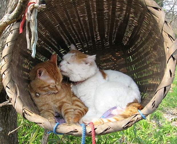 Котик, который очень любит спать котики, соня