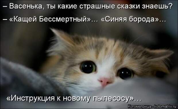 Свежая котоматрица для всех (44 фото)
