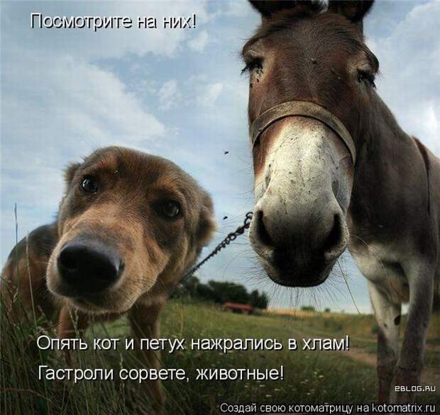 Лучшие котоматрицы недели (50 фото)