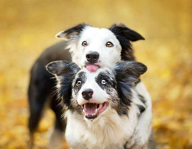 dogs_photo2