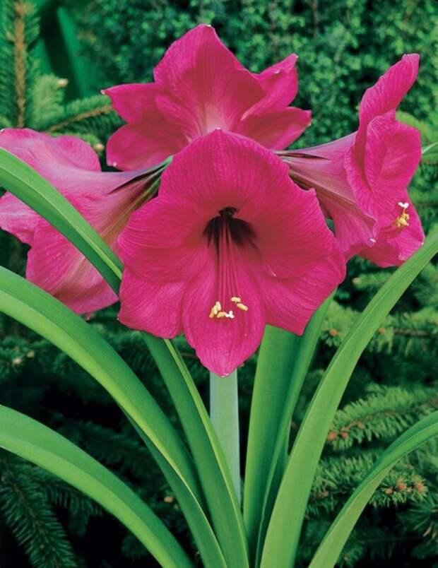 Комнатный цветок Hippeastrum: уход в домашних условиях