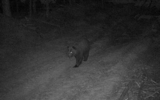 В Окском заповеднике сфотографировали вышедшего из спячки медведя