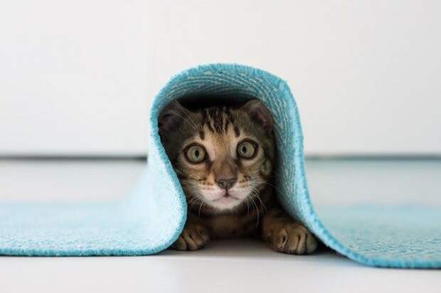 10 признаков кошачьей любви