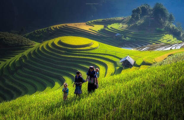 Завораживающие фотографии рисовых террас