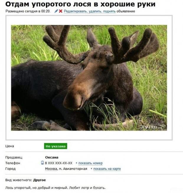Гении рекламы на avito реклама, юмор, авито